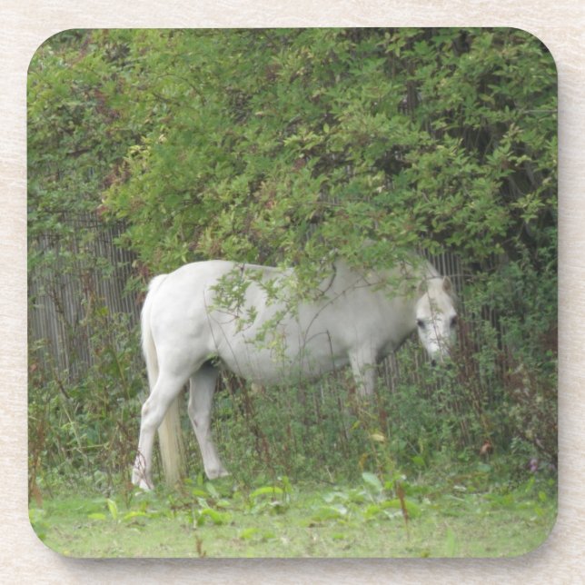Shy White Horse Cork Untersetzer (Vorderseite)