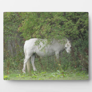 Shy White Horse Plaque Fotoplatte