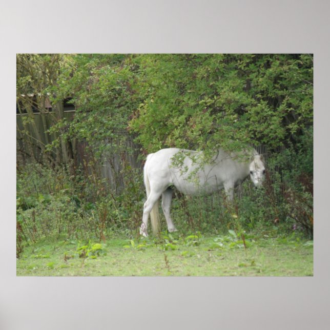 Shy White Horse Poster (Vorne)