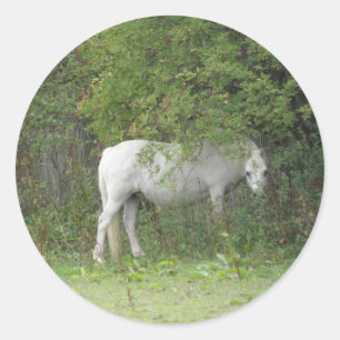 Shy White Horse Sticker