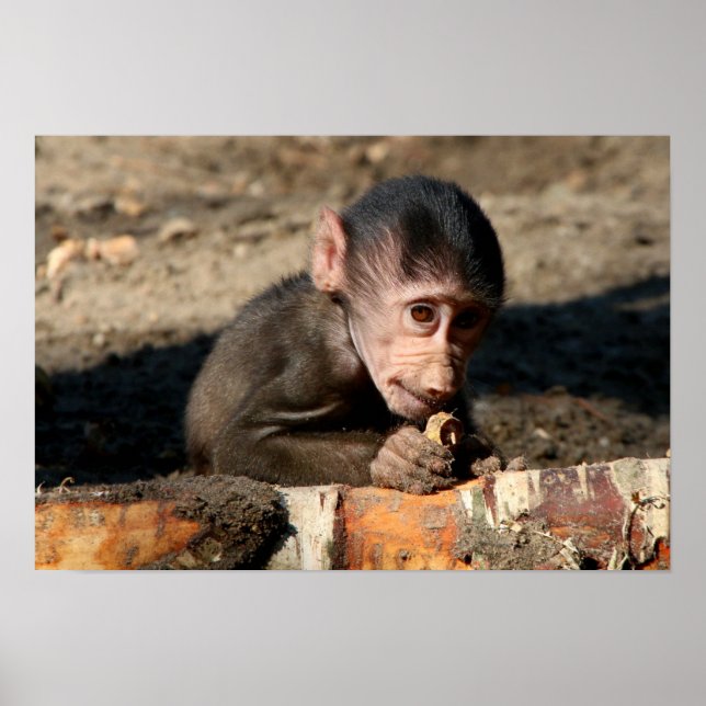 Shy Young Male Hamadryas Baboon (Papio) Poster (Vorne)