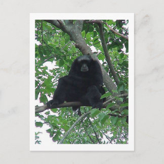 Siam Gibbon Postkarte