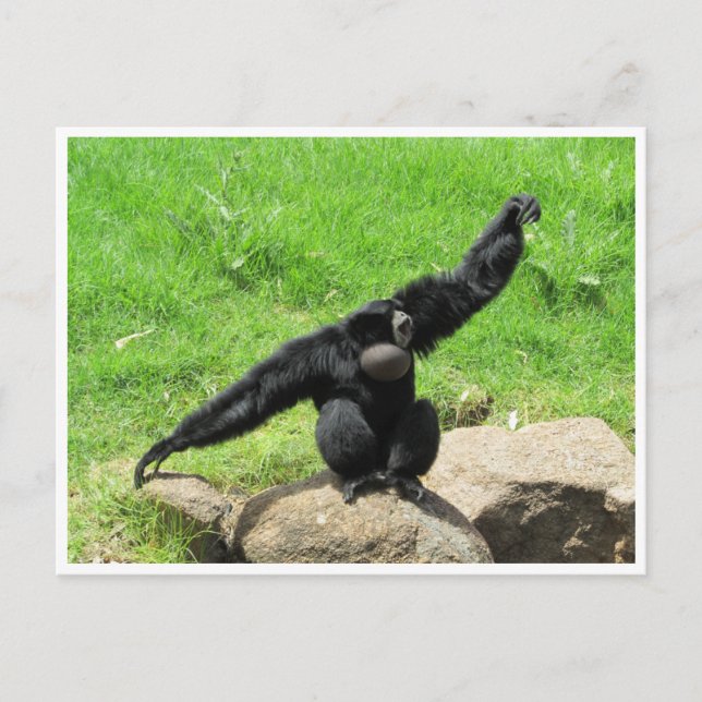 Siamang Postkarte (Vorderseite)
