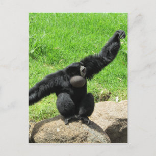 Siamang-Welle Postkarte