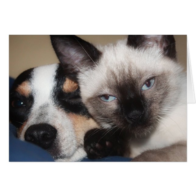 SIAMESE (Vorderseite (Horizontal))