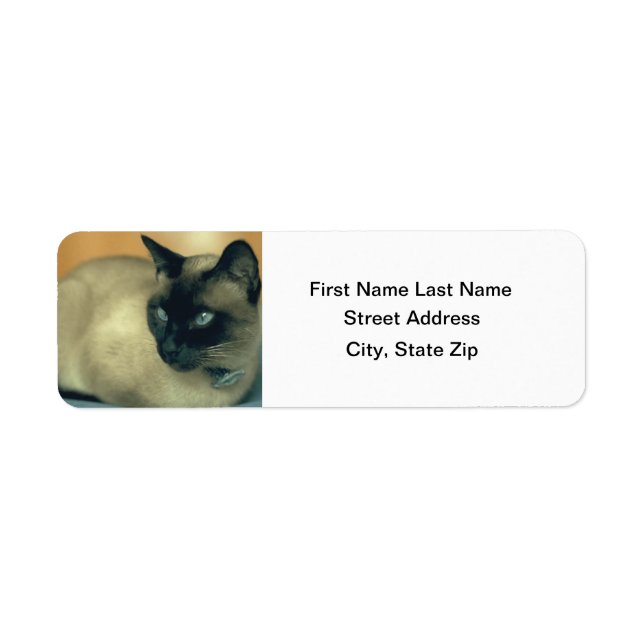 Siamese Cat (Vorne)