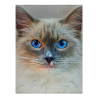 Siamese Cat-Blue Eyes