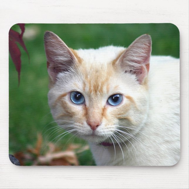 Siamese cat face mousepad (Vorne)