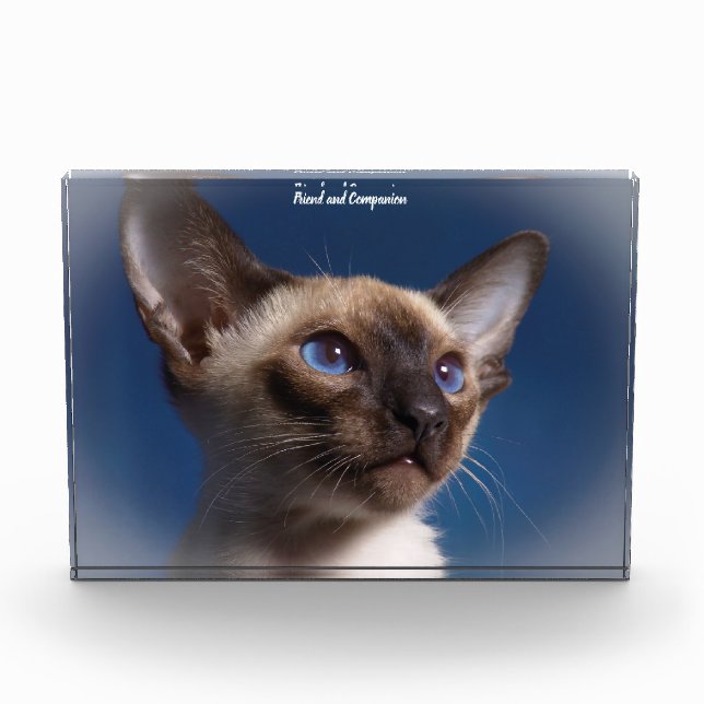 Siamese Cat Fotoblock (Vorderseite)