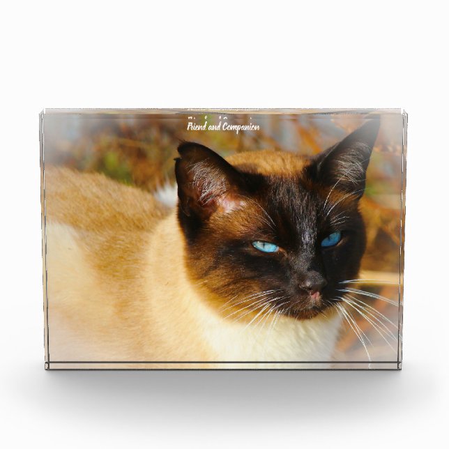 Siamese Cat Fotoblock (Vorderseite)