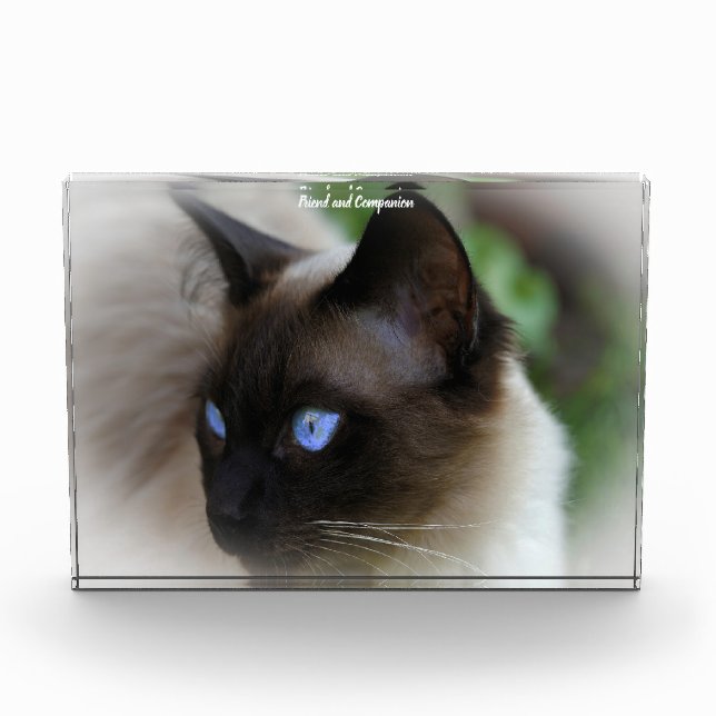 Siamese Cat Fotoblock (Vorderseite)