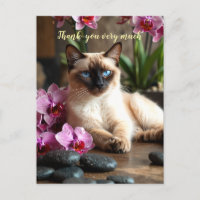 Siamese Cat im Wellness-Center vielen Dank