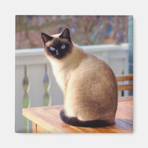 Siamese Cat Magnet