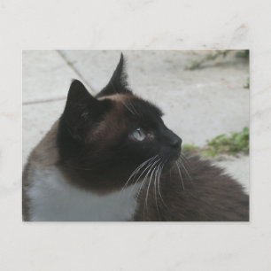 Siamese Cat Nah Up DIY Postkarte