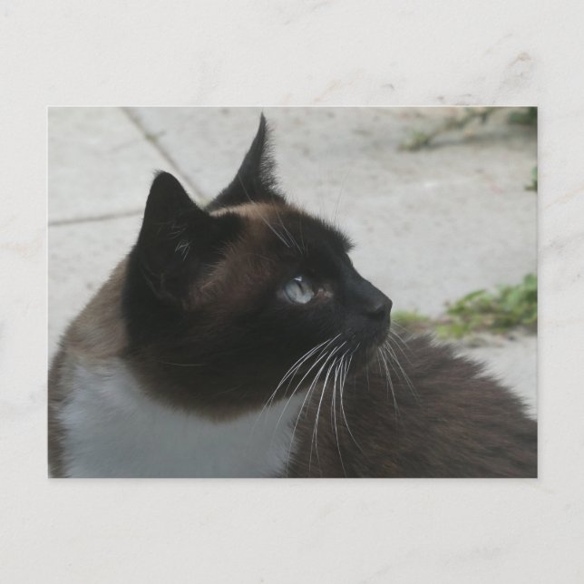 Siamese Cat Nah Up DIY Postkarte (Vorderseite)