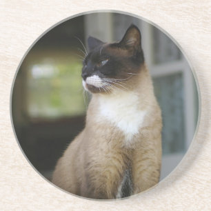 Siamese Cat on the Porch Untersetzer