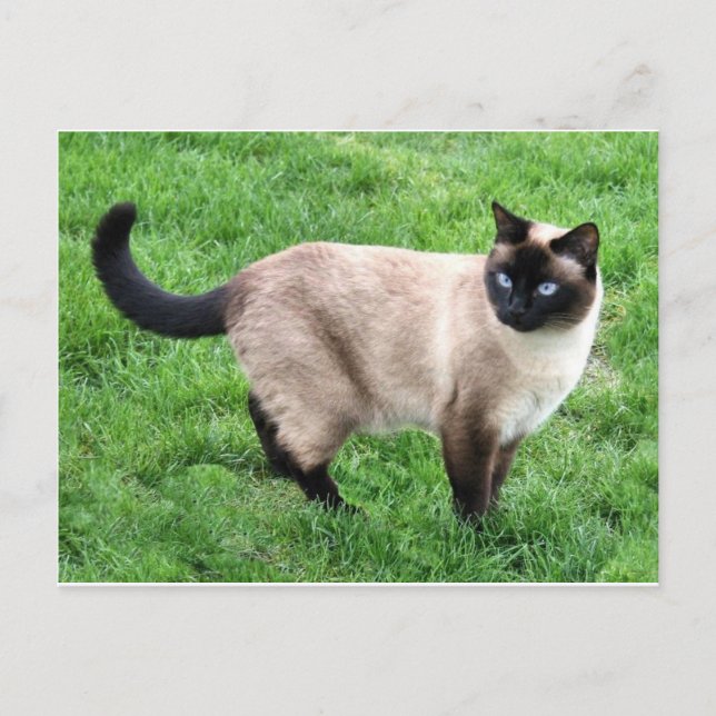 Siamese Cat Pet Purr Meow Kitty Destiny Kunst Postkarte (Vorderseite)