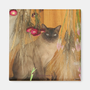 Siamese Cat Posing Animal Fotografy Magnet #3