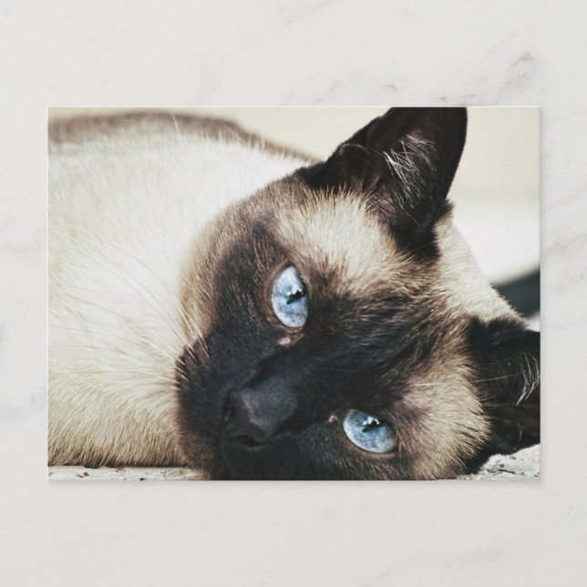 Siamese Cat Postkarte (Vorderseite)