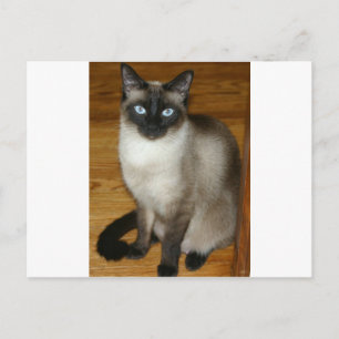 Siamese Cat Postkarte