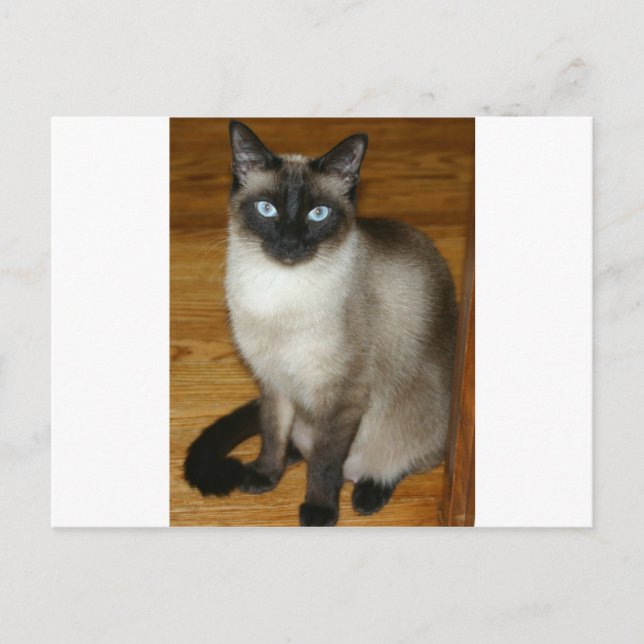 Siamese Cat Postkarte (Vorderseite)