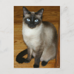 Siamese Cat Postkarte