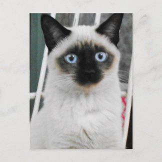 Siamese Cat Postkarte