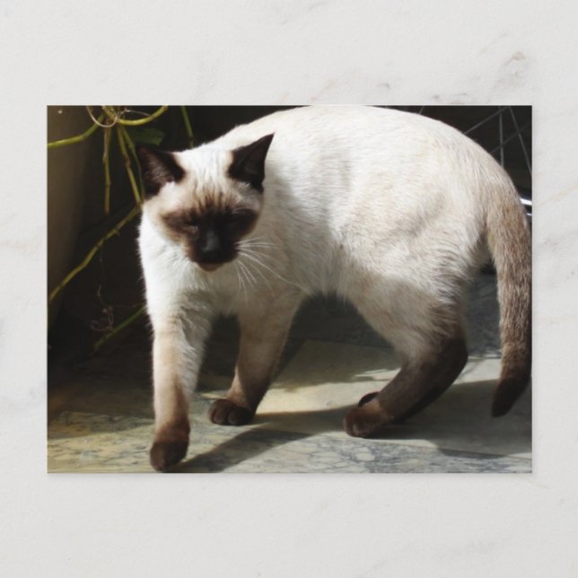 Siamese Cat Postkarte (Vorderseite)