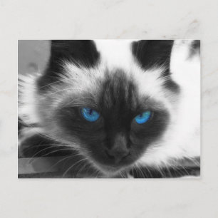 Siamese Cat Postkarte