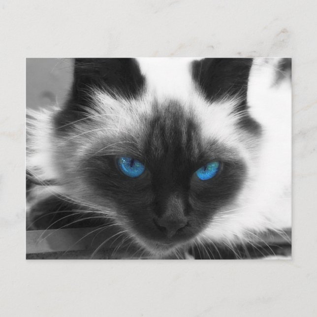 Siamese Cat Postkarte (Vorderseite)