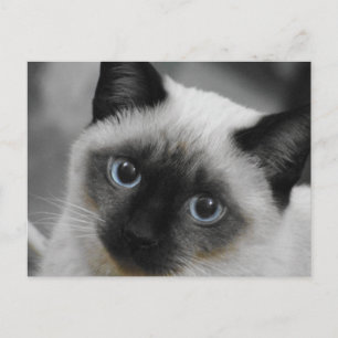 Siamese Cat Postkarte