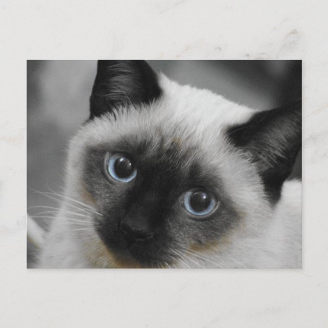 Siamese Cat Postkarte (Vorderseite)