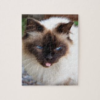 Siamese cat puzzle