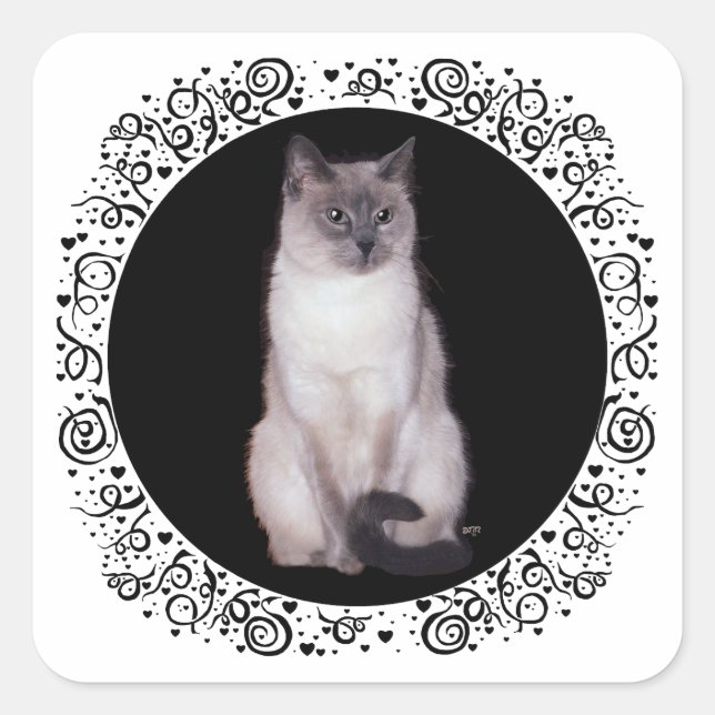 Siamese Cat Quadratischer Aufkleber (Vorderseite)