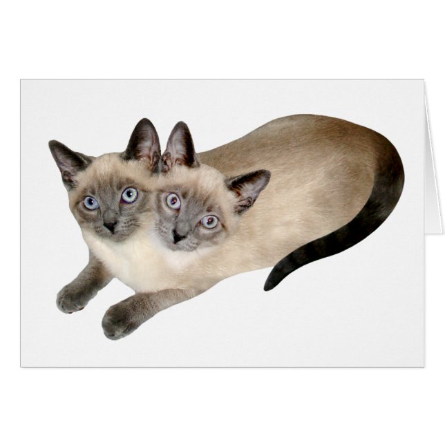 Siamese Cat Twins (Vorderseite (Horizontal))