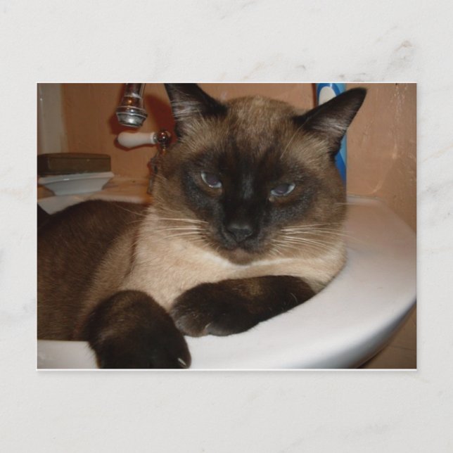 Siamese Katze im Sink Postcard Postkarte (Vorderseite)