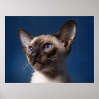 Siamese Katze mit blauen Augen