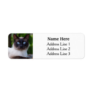 Siamese Katze mit Blue Eyes Rücksendeadresse