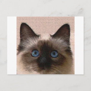 Siamese Katzenkrackle alt gealterte gekrackt Hallo Postkarte