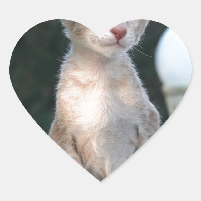 Siamese Kitten auf dem Tisch Herz-Aufkleber (Vorderseite)