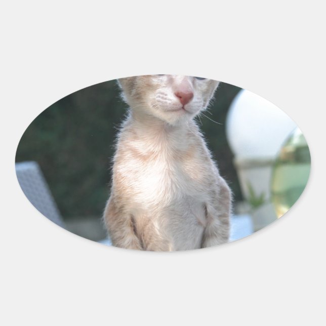 Siamese Kitten auf dem Tisch Ovaler Aufkleber (Vorderseite)