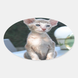 Siamese Kitten auf dem Tisch Ovaler Aufkleber