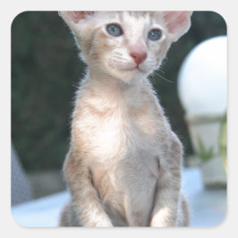 Siamese Kitten auf dem Tisch Quadratischer Aufkleber