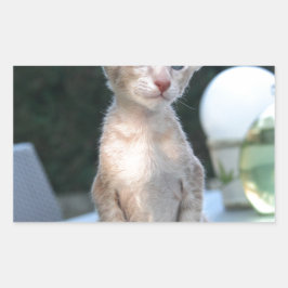 Siamese Kitten auf dem Tisch Rechteckiger Aufkleber