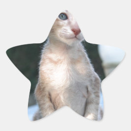Siamese Kitten auf dem Tisch Stern-Aufkleber