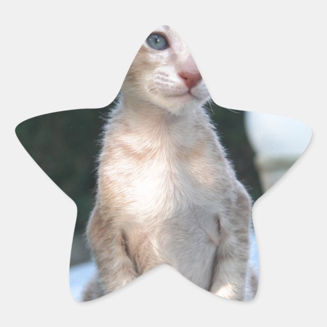 Siamese Kitten auf dem Tisch Stern-Aufkleber (Vorderseite)
