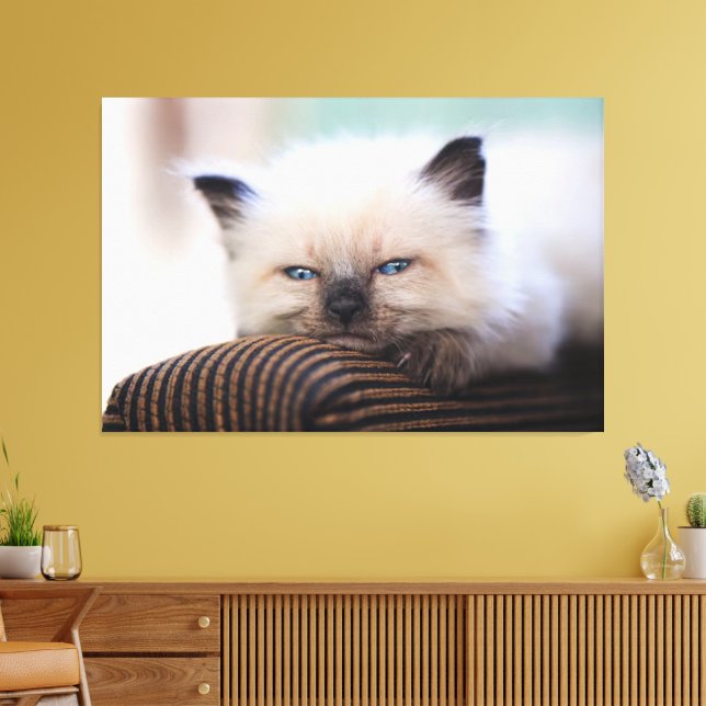 Siamese Kitten Canvas Print Picture 19 Leinwanddruck (Insitu (Wohnzimmer))