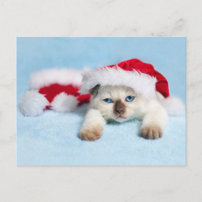 Siamese Kitten: Christmas Kitty Feiertagspostkarte (Vorderseite)