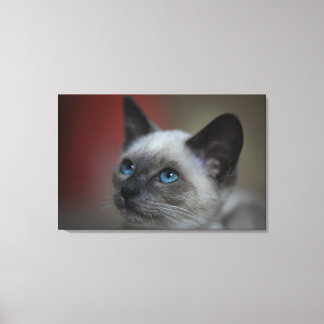 Siamese Kitten Leinwanddruck