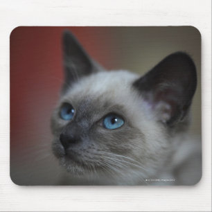 Siamese Kitten Mousepad